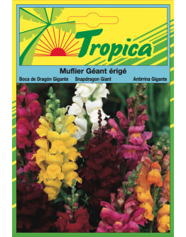 Snapdragon Antirrhinum Seeds By Tropica - Vibrant Spikes of Colour